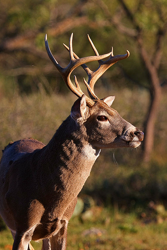 deer rack Not Quite 30 Points, But Still Impressive!