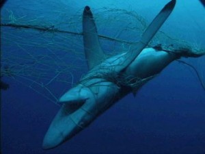 shark-net