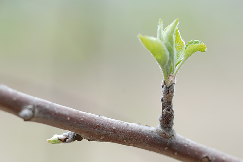 Post image for How I Went From no Blog to 122,661 on Alexa in 2 months.