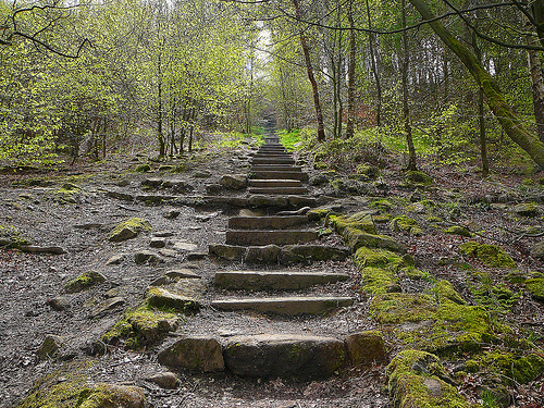 Forest Steps
