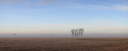 Open Field Fog