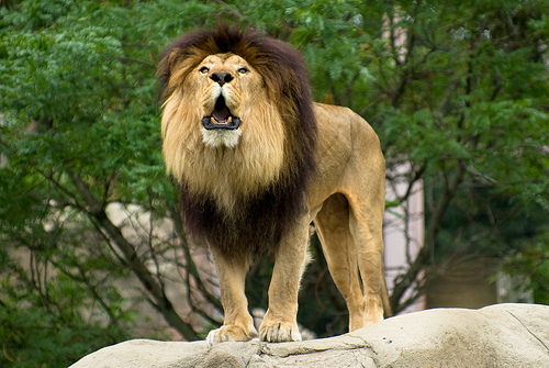 Lion Roar